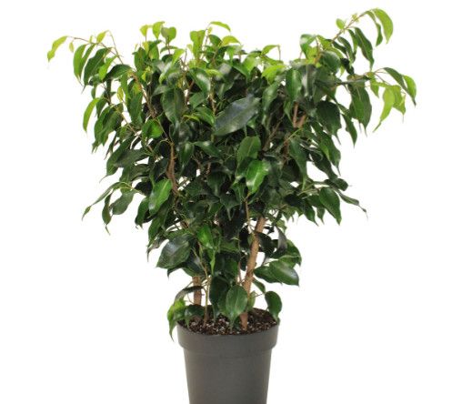 Ficus &#39;Benjamina Green&#39; 10&quot; Std.