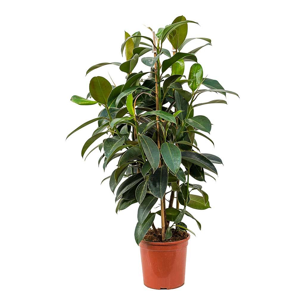 Ficus Elastica &#39;Melany&#39; 10&quot; Std.