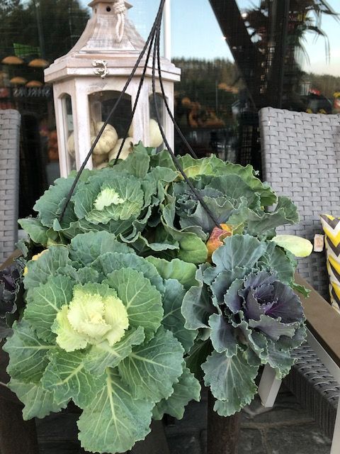 12&quot; Fibre HB Flowering Kale/Cabbage