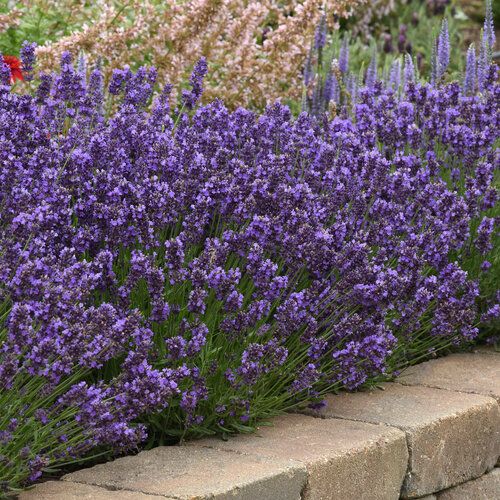 Lavender &#39;Super Blue&#39; 1 gal