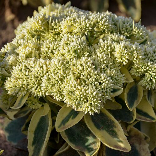 Stonecrop - Sedum &#39;Frosted Fire&#39; - 2 gal