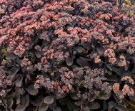 Stonecrop - Sedum &#39;Midnight Velvet&#39; - 2 gal PW