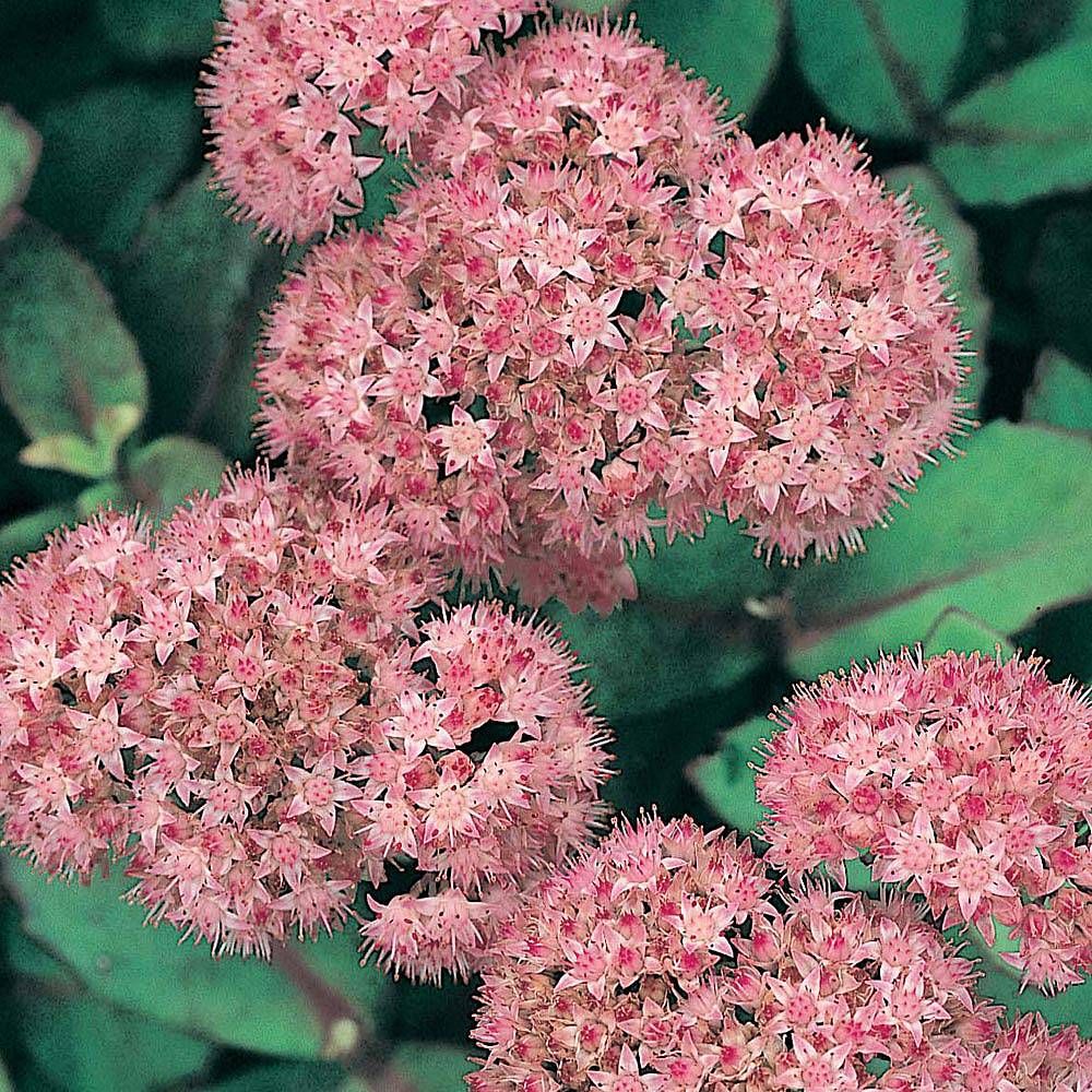 Stonecrop - Sedum &#39;Matrona&#39; 2 gal