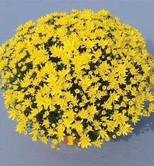 Fall Mum 10&quot; Avalon Golden Yellow