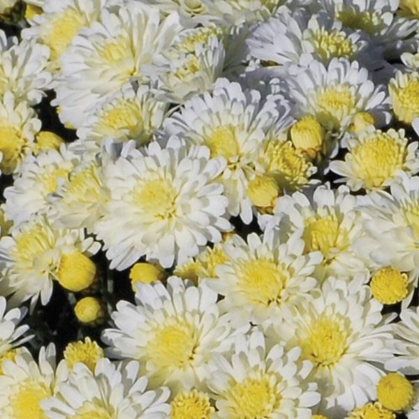 Fall Mum 4.5&quot; Dove White
