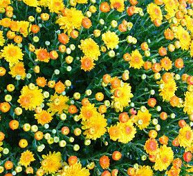 Fall Mum 4.5&quot; Golden Cheryl