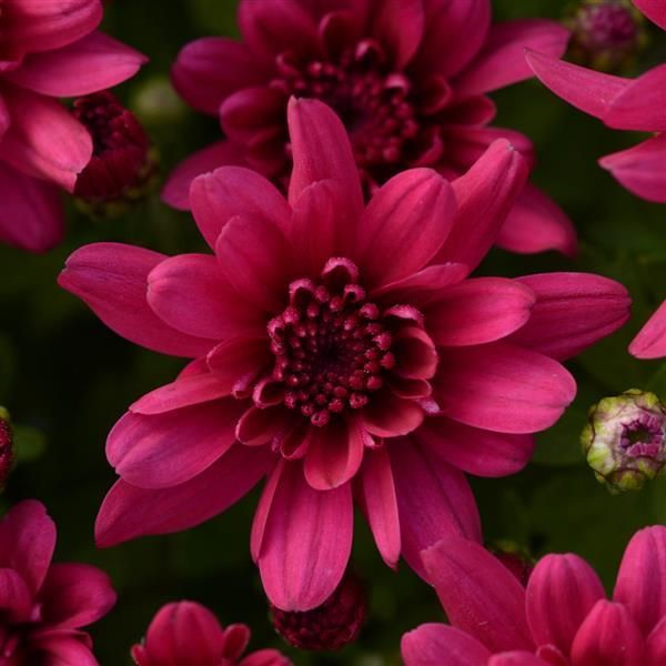 Fall Mum 14&quot; Pot Grapeberry Neon Purple