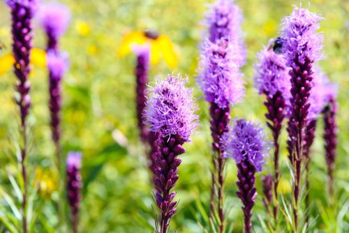 Liatris &#39;kobold&#39;, Size: 1 gal