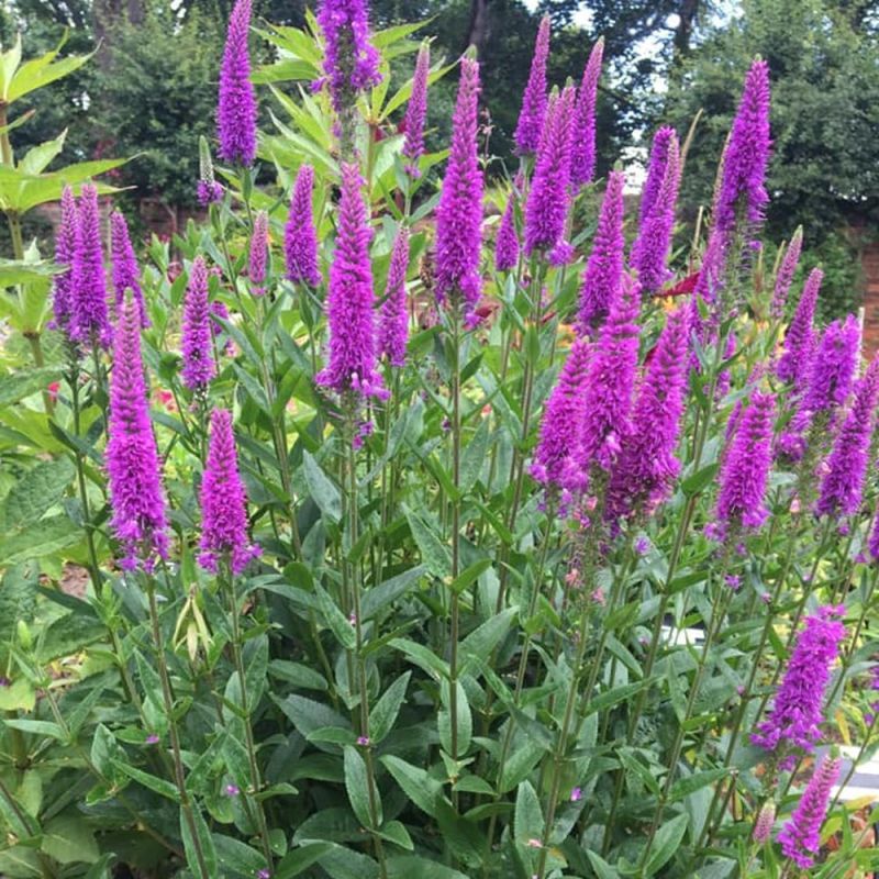 Speedwell &#39;Veronica Purpleicious&#39; 1 gal