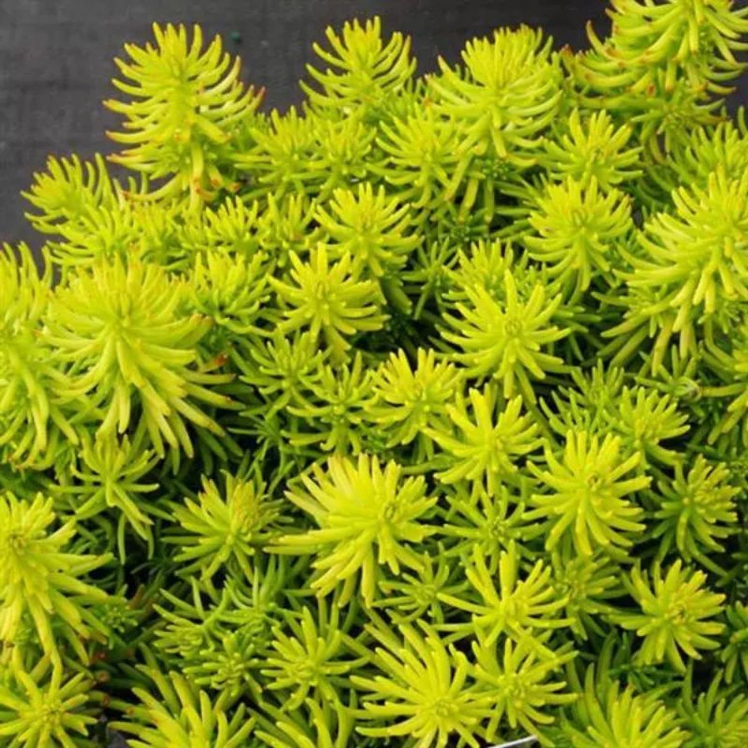 Stonecrop - Sedum &#39;Angelina&#39; - 1 gal