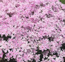 Creeping Phlox &#39;Candy Stripes&#39; 1 gal