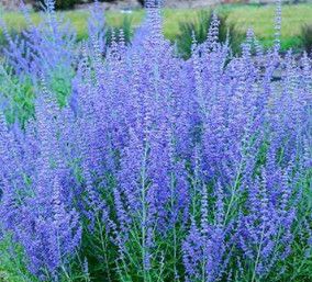 Russian Sage &#39;Perovskia CrazyBlue&#39; 1 gal