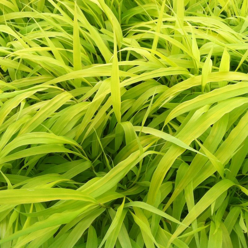 Japanese Forest Grass - Hakonechloa 'All Gold' 1 gal