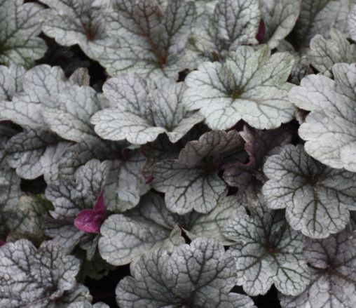 Coral Bells &#39;Heuchera Smoke and Mirrors&#39; 1 gal