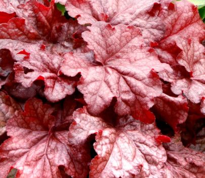 Coral Bells &#39;Heuchera Peach Smoothie&#39; 1 gal