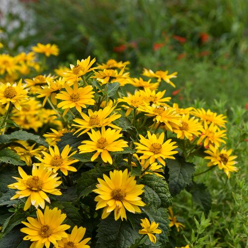 Heliopsis &#39;Tuscan Gold&#39; - 1 Gal