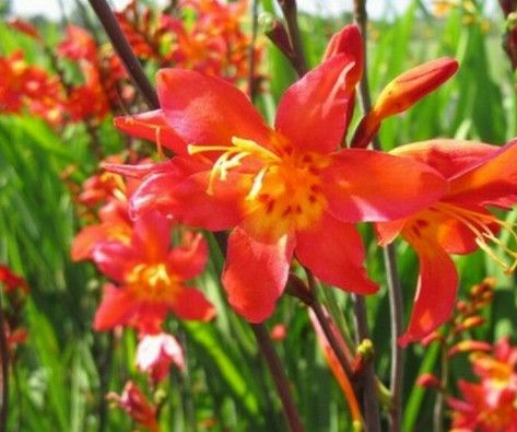 Crocosmia Lucifer &#39;Prince of Orange&#39; 1 gal