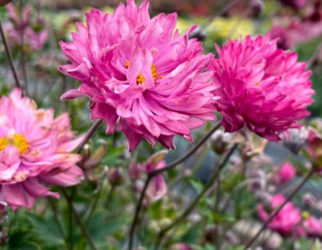 Japanese Anemone - &#39;Puff Pink&#39; - 1 gal
