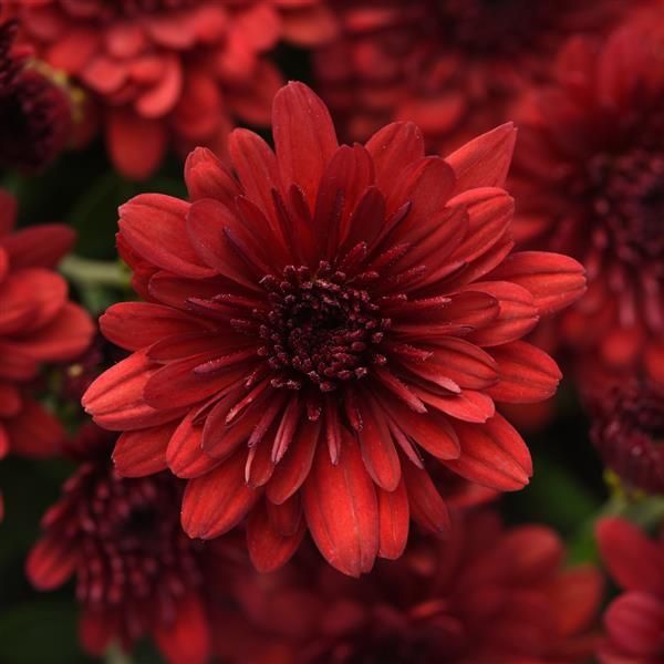 Fall Mum 14&quot; Pot Maverick Red