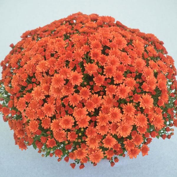 Fall Mum 14&quot; Pot Mumosa Orange