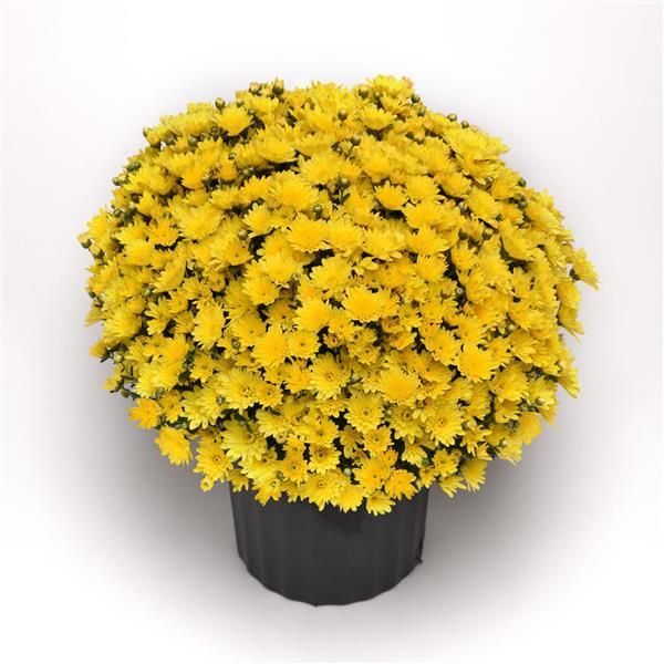 Fall Mum 10&quot; Milkshake Banana Yellow
