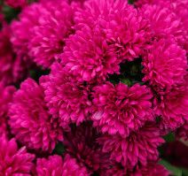Fall Aster - 10&quot; Showmakers Magenta