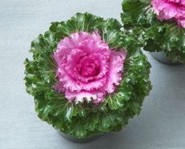 Flowering Kale 10&quot; Crystal Pink