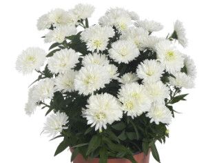 Fall Aster - 10&quot; Showmakers Artic White