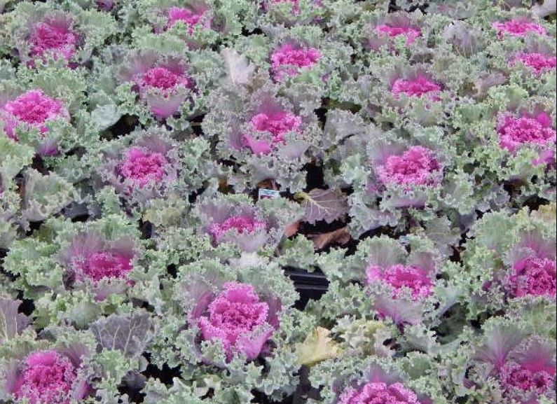 Flowering Kale 10&quot; Kamome Red