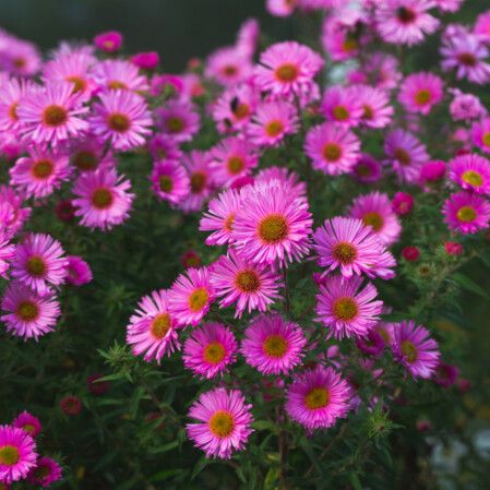 Fall Aster - 10&quot; Showmakers Pretty Pink