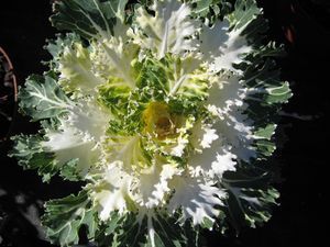 Flowering Kale 10&quot; Coral Prince