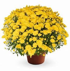 Fall Mum 10&quot; Pamela Yellow
