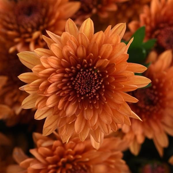 Fall Mum 14&quot; Pot Blazing Orange