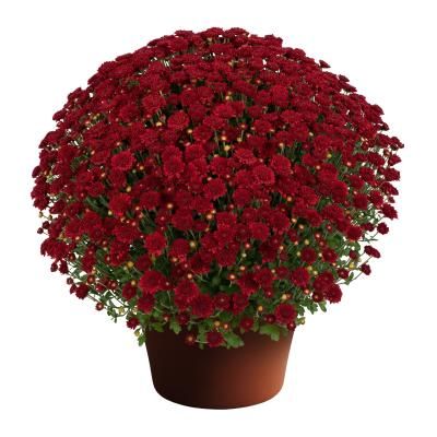 Fall Mum 10&quot; Ashley Red