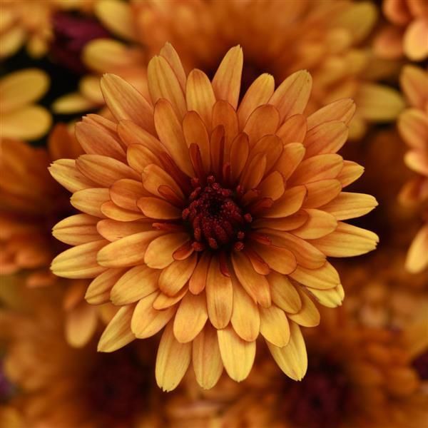 Fall Mum 6&quot; Cosmic Meteor Bronze