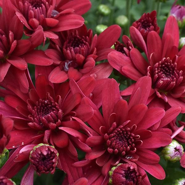 Fall Mum 14&quot; Pot Grapeberry Red