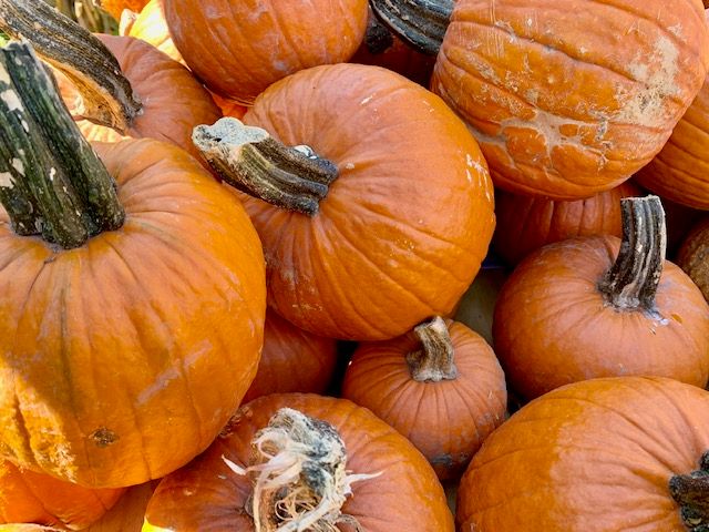Fall Pumpkins - Orange, Size: Pie Pumpkin