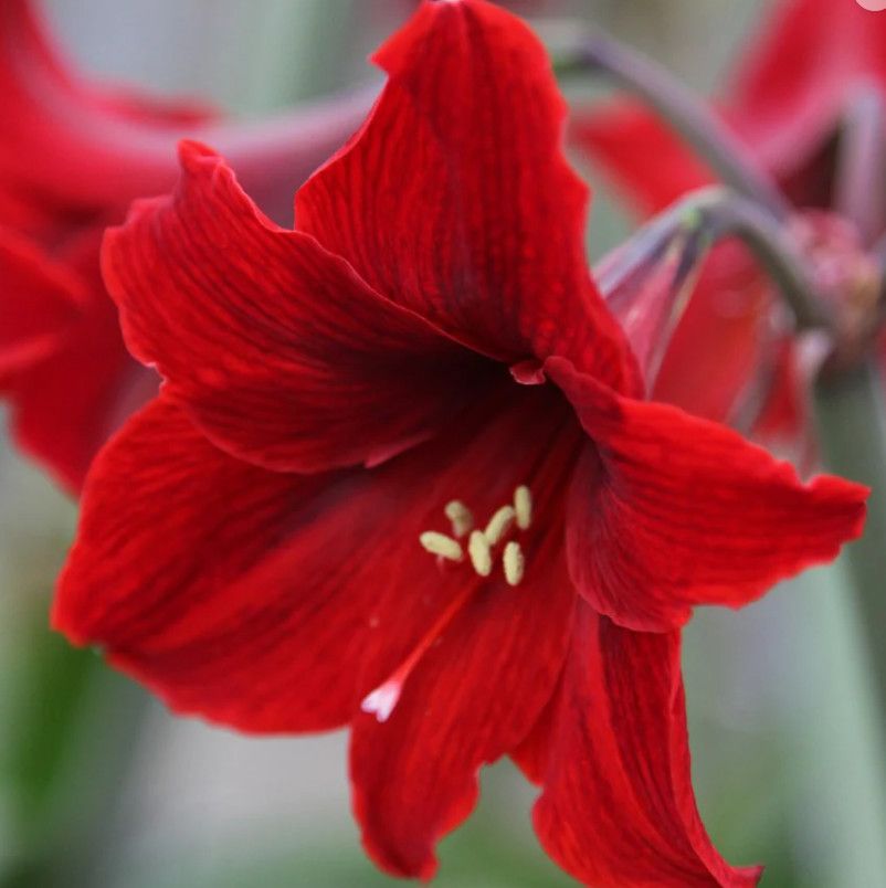 Amaryllis Bulb, Color: Red