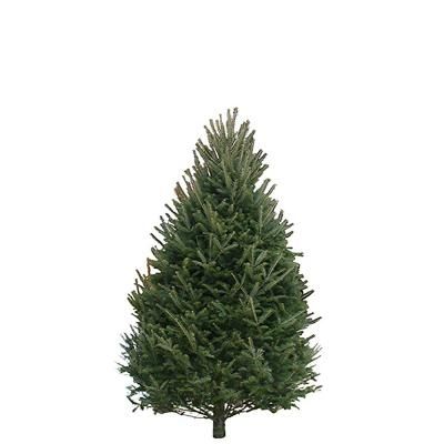 Premium Balsam Fir Christmas Tree 6&#39;