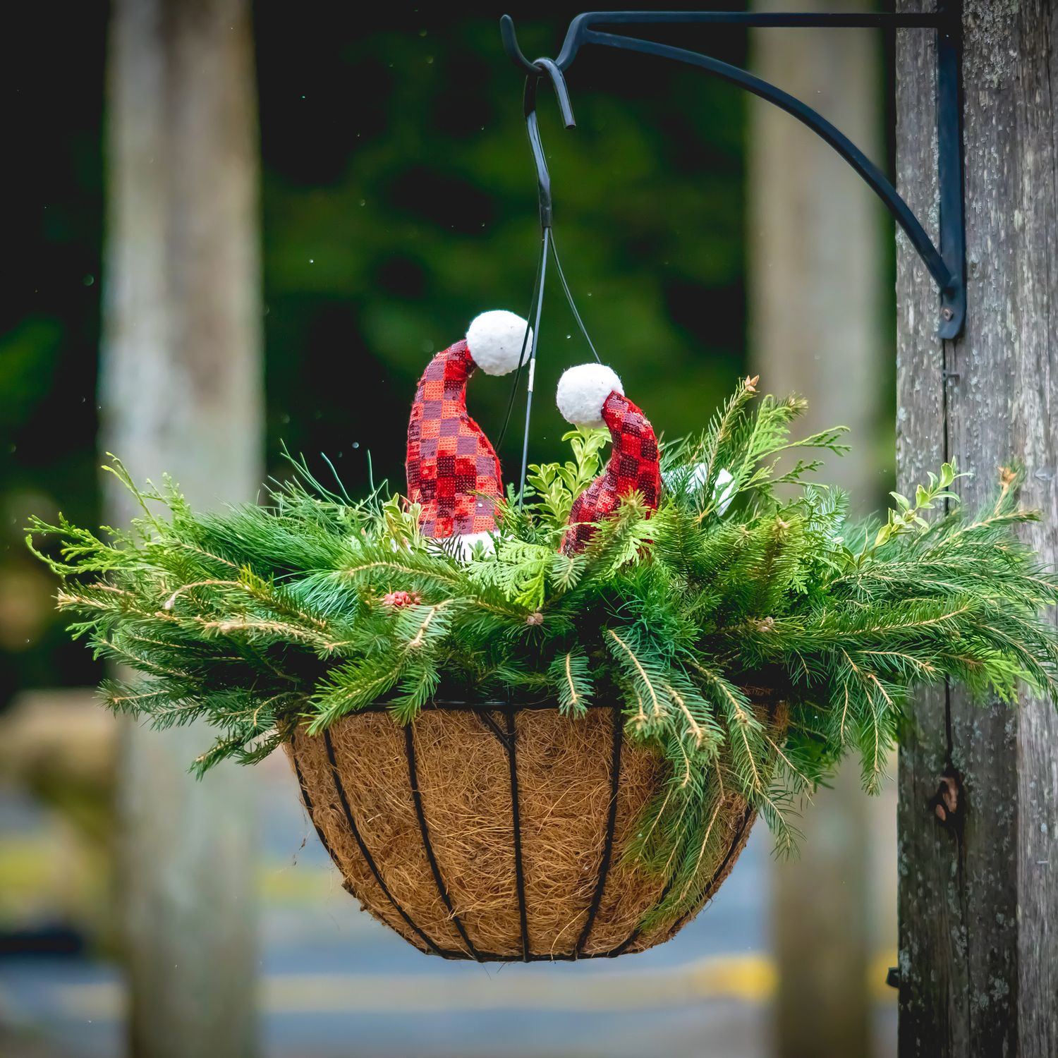 Fresh Greens - Holiday Hanging Basket