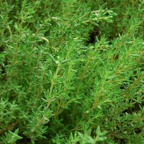 Thyme 'Summer' 4"