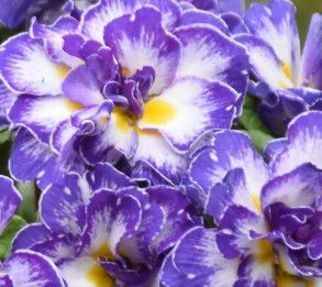 Primula &#39;Blue Ripple&#39; 1 gal PW