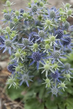 Sea Holly &#39;Blue Hobbit&#39; - 4&quot;