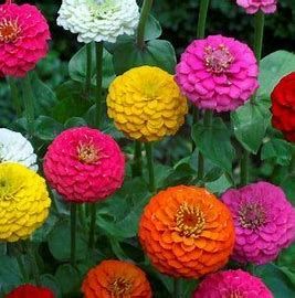 Zinnia (seed pkg), Variety: Pompom/Lilliput