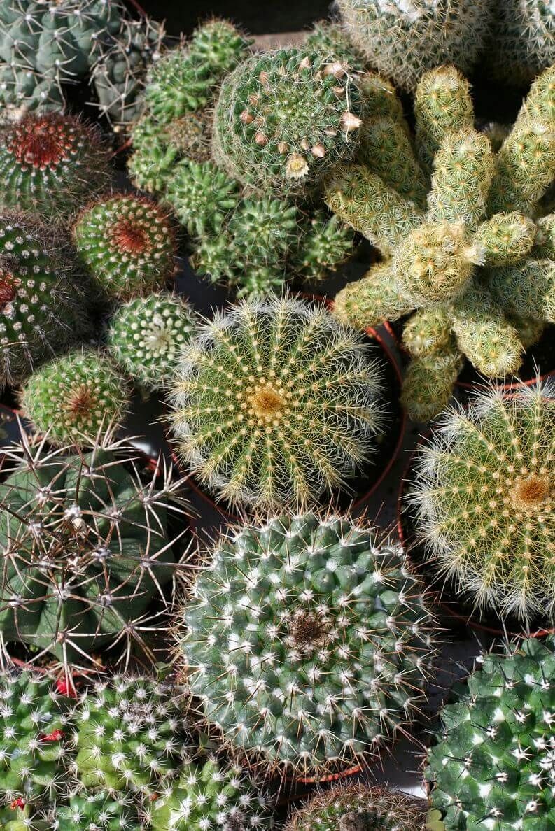 Cactus (seed pkg) Mixed varieties