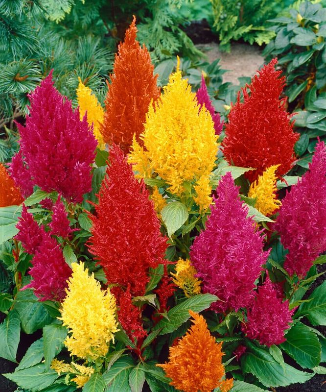 Celosia (seed pkg) Plumosa Mix