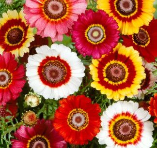 Chrysanthemum (seed pkg) Mix