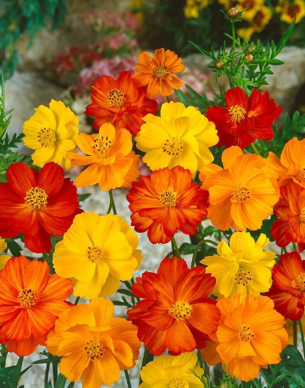 Cosmos (seed pkg) Bright Lights