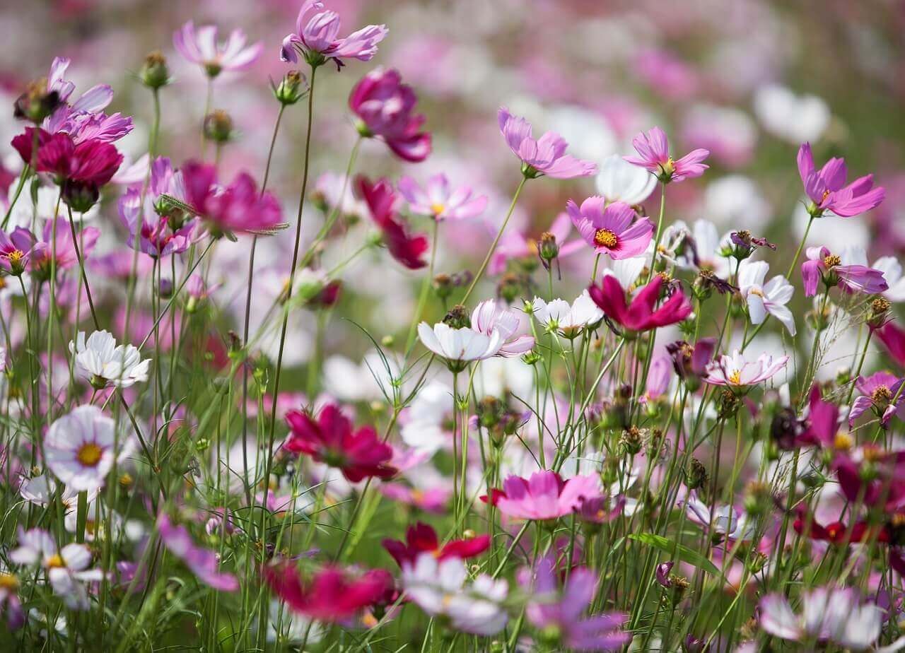 Cosmos (seed pkg)  Sensation Mix