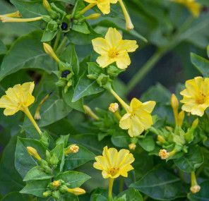 Four O&#39;Clock (seed pkg) - Yellow